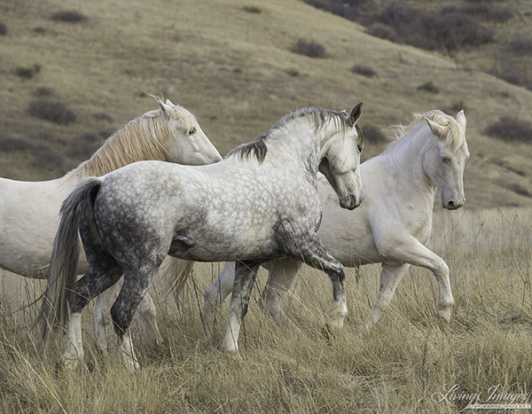 Cremosso arches his neck like a stallion posturing