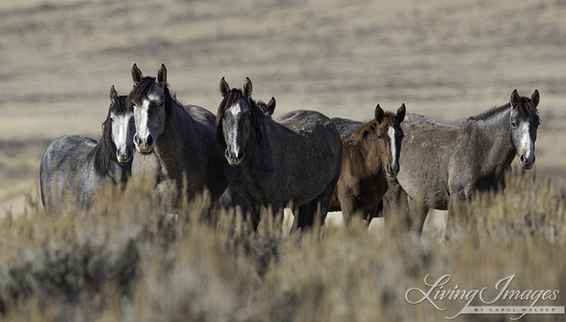 Adobe Town Mares and foal