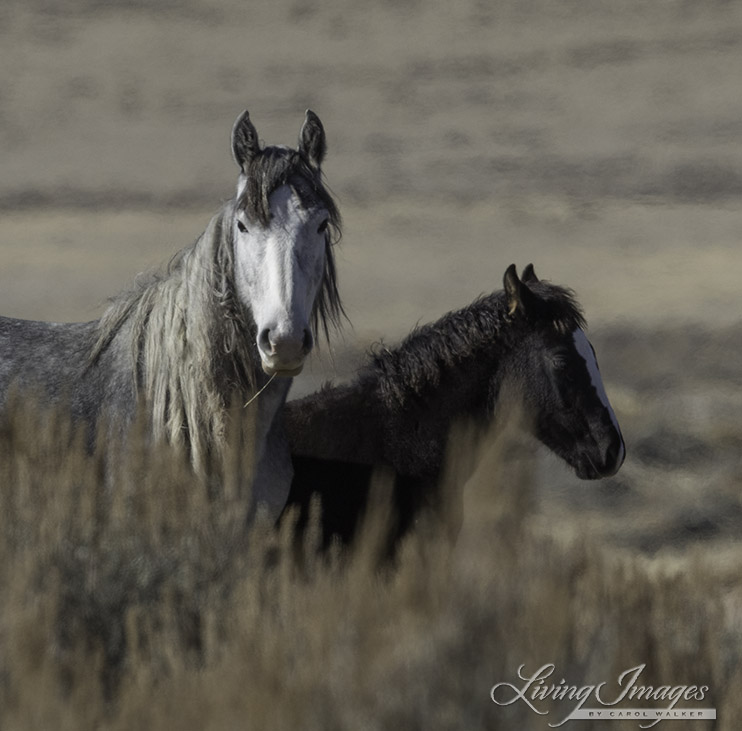Adobe Town Mare and Foal