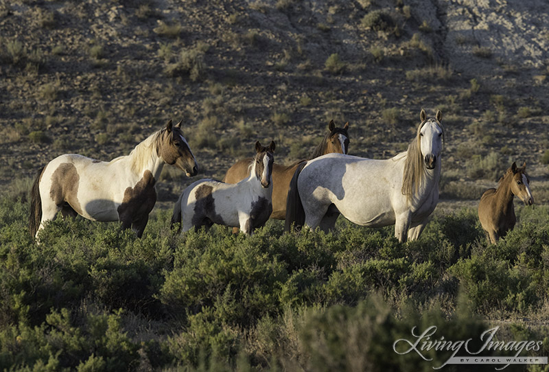 Wild Horse Family in the Checkerboard in Wyoming