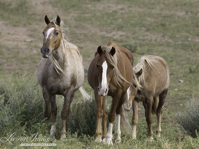 Gwendolyn, Sabrina and her filly