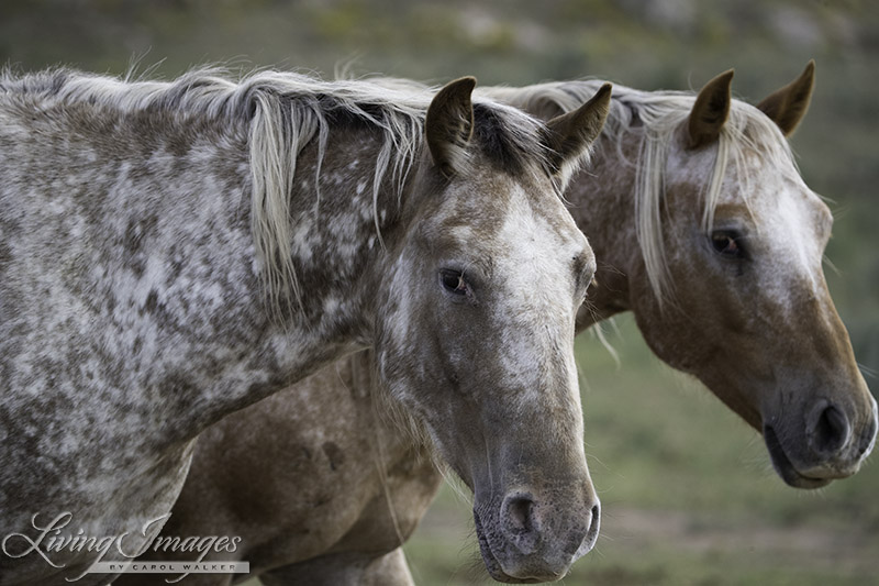 Flurry, Gwendolyn's daughter, and Sundance