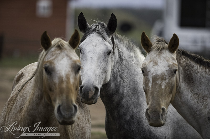 Sundance, Storm and Aurora