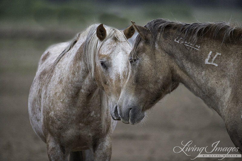 Sundance and Bronze Warrior