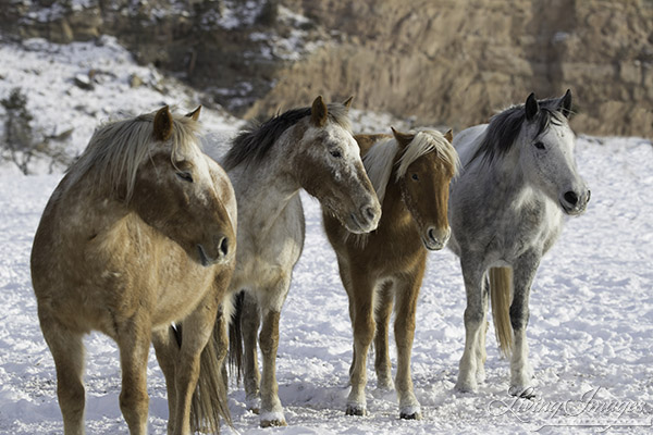 Sundance and his Family