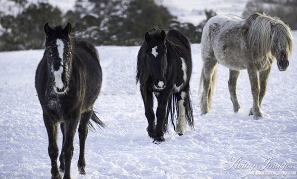 Snowfall, Diamond Girl, and their Filly Zarina