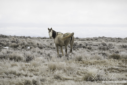 Dulcinea, looking calm