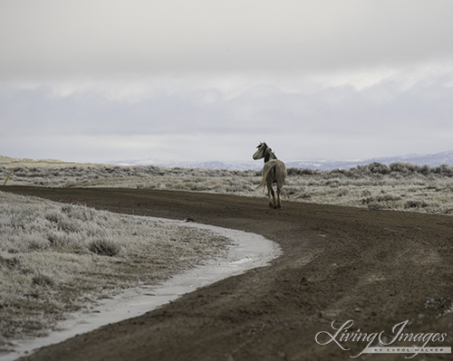 She trots down the road toward the incoming family band