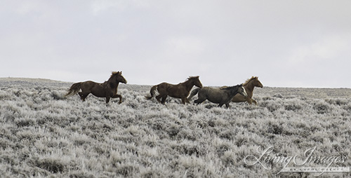 The family band running toward the mare, stallion in the rear