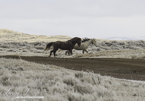 They run together