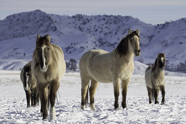 The Spanish horses