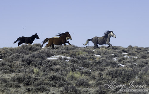 The wild family