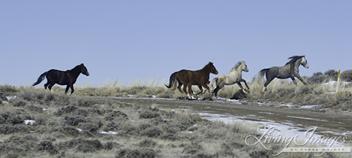 Crossing the road