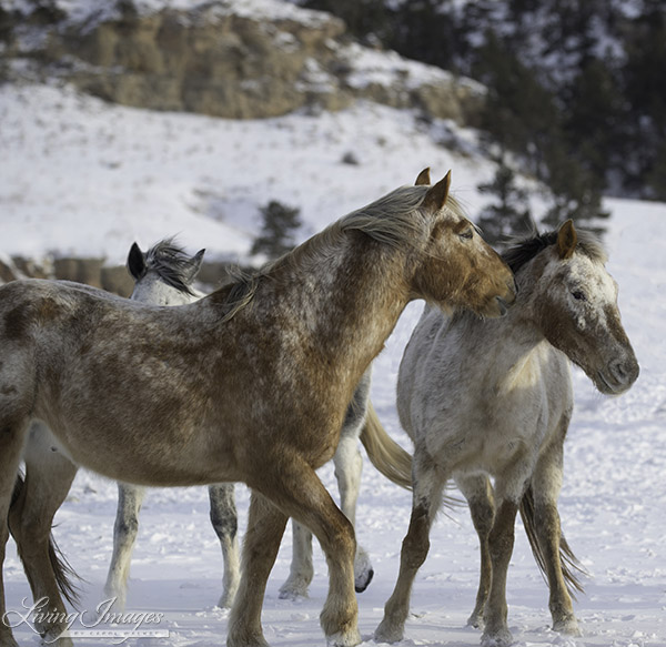 Sundance and Aurora, Storm is behind him