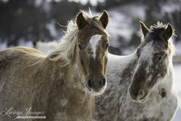 Gwendolyn and Daughter Flurry