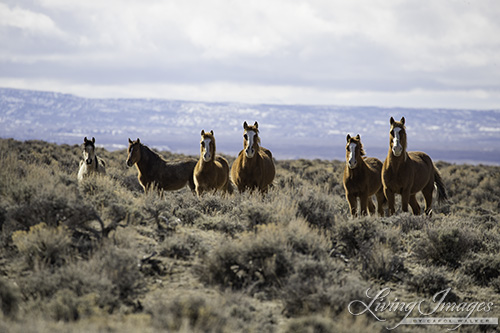 The family members on the right are so similar in markings and color