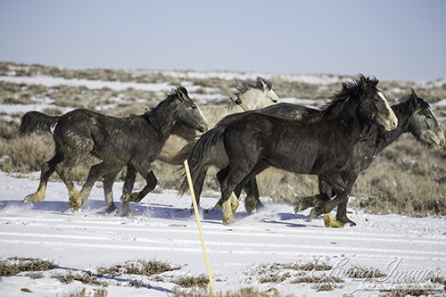 The collared mare Ghost and her young filly