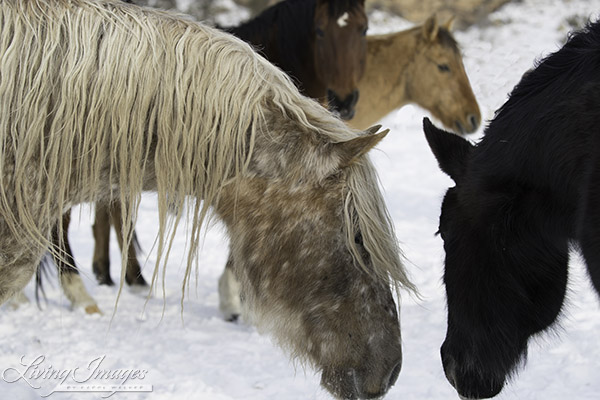 Snowfall and the black mare