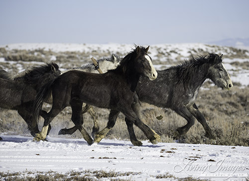 Running from the trailer