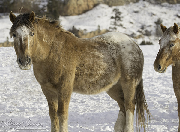 Bronze Warrior and Sundance