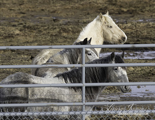 The geldings in the front corral know something is going on