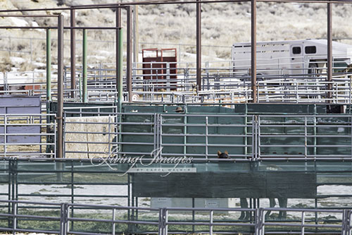 Moving the mares into the shed to put collars on