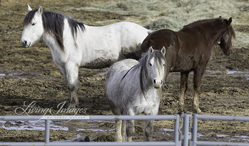 Gelding still at Rock Springs after the 2014 Checkerboard Roundup