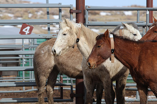 Photo of collared mares, courtesy of BLM