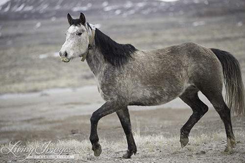 Radio Collared Adobe Town mare