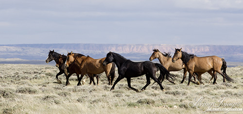 Great Divide Basin Family