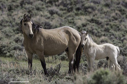 Adobe Town mare and foal