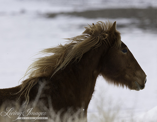 A sorrel mare jumps out first