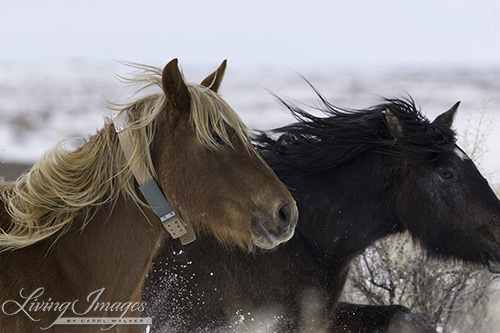 The mare with the radio collar and friend