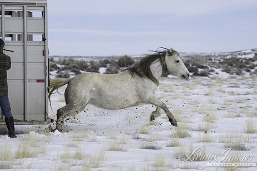 Meryl jumps out of the trailer