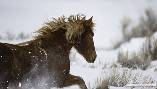 Through the snow