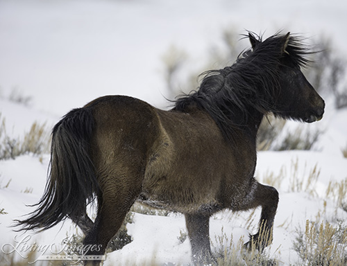 The brown mare steps high in the deep snow