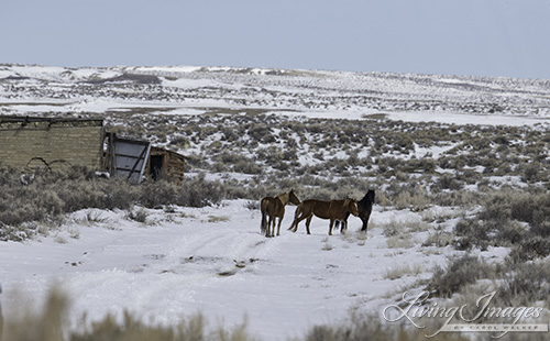 Pausing by Cow Camp