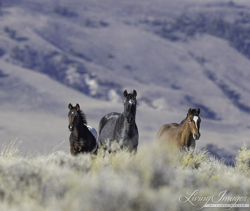 Stewart Creek Wild Horse Family