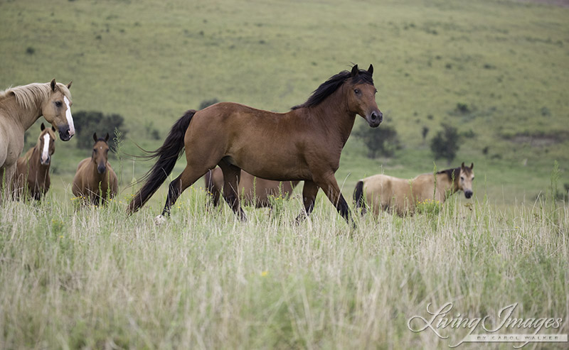 One gelding in front seems brave