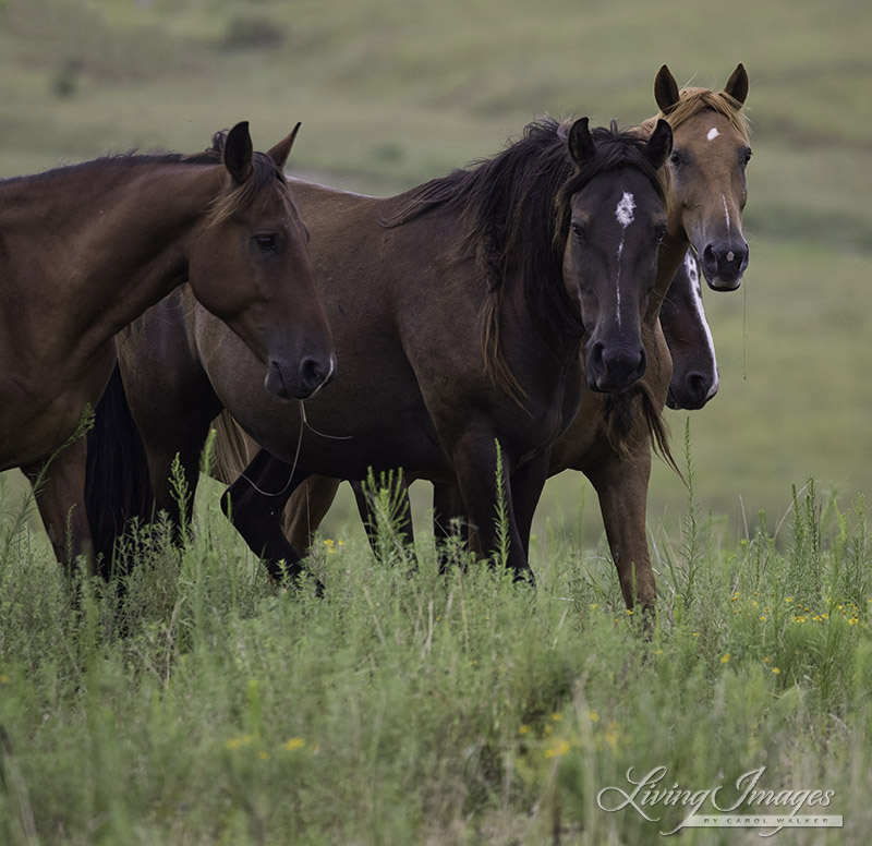 Every horse has a story