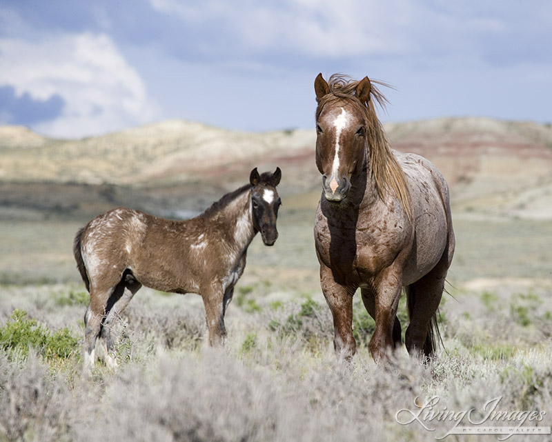 The last time I saw the Red Roan Stallion, with his son in 2005