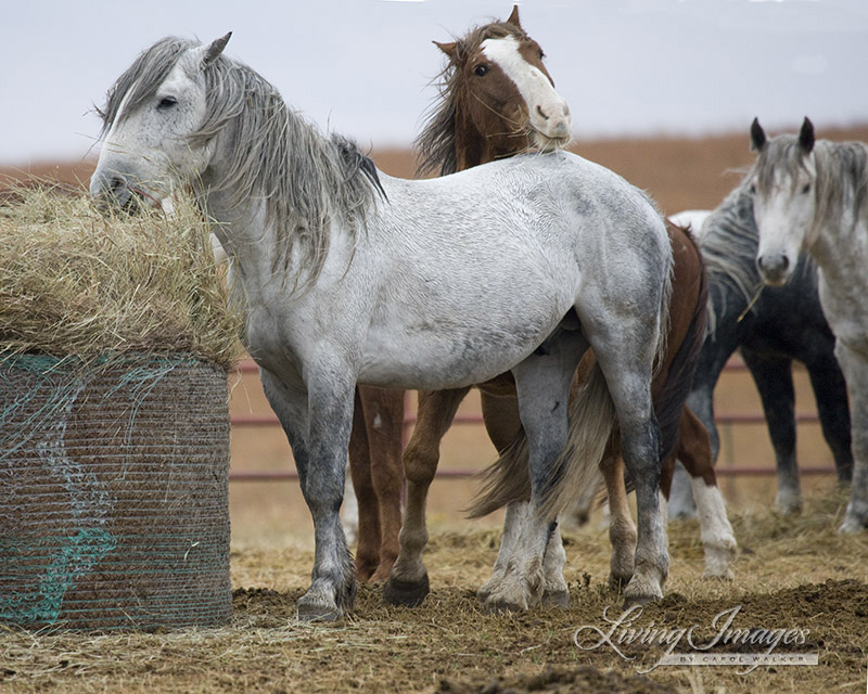 Horses just arrived at Hughes Ranch in 2005