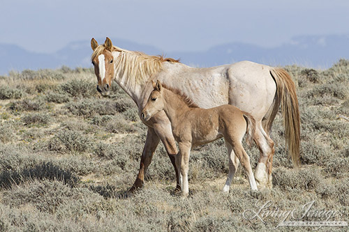 A wild horse in the Adobe Town Herd Area in Wyoming