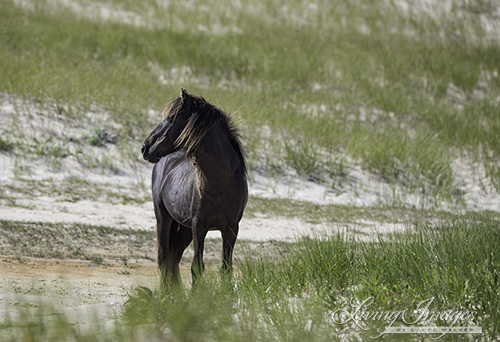 Stallion keeping watch