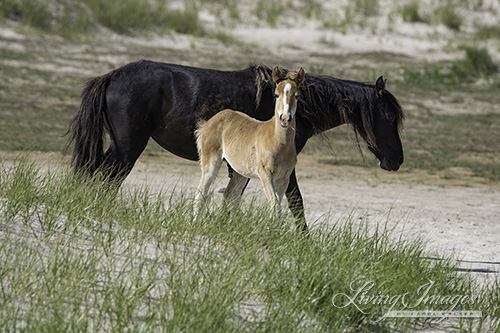 Mare and curious foal