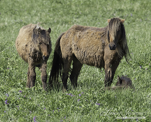 Still wearing their winter coats, the mare and her last year's foal