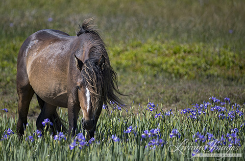 Stallion in the Iris