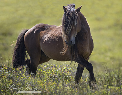 Stallion posturing