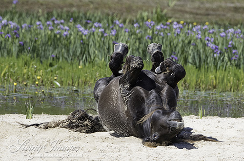 Stallion rolling in the sand