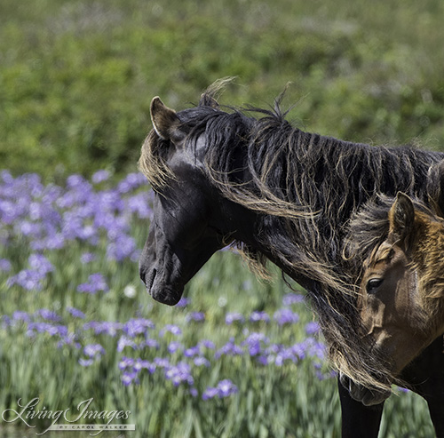 Mare and yearling